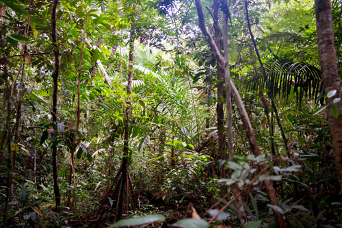 tropical forest